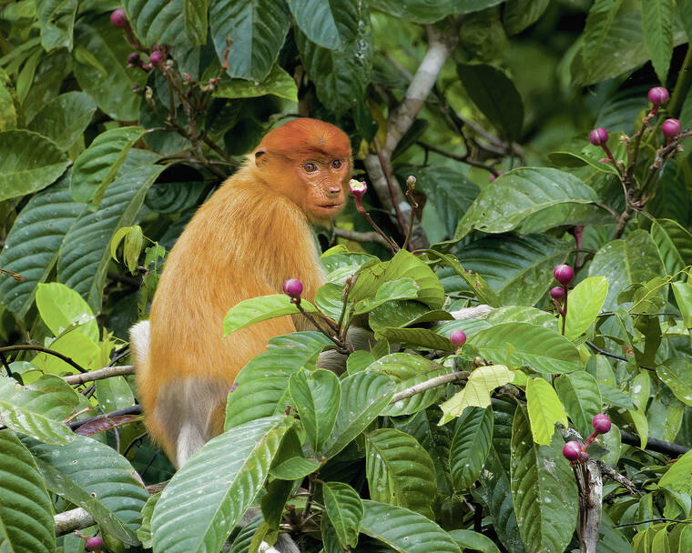 MIHIR ZAVERI / NEWYORK TIMES
                                An undated photo of a young male proboscis monkey before his snout has grown to the length that accounts for its name, a species found only on the island of Borneo, in a tree along a tributary of the Kinabatangan River in Deramakot, a forest reserve on the Malaysian side of the island of Borneo.